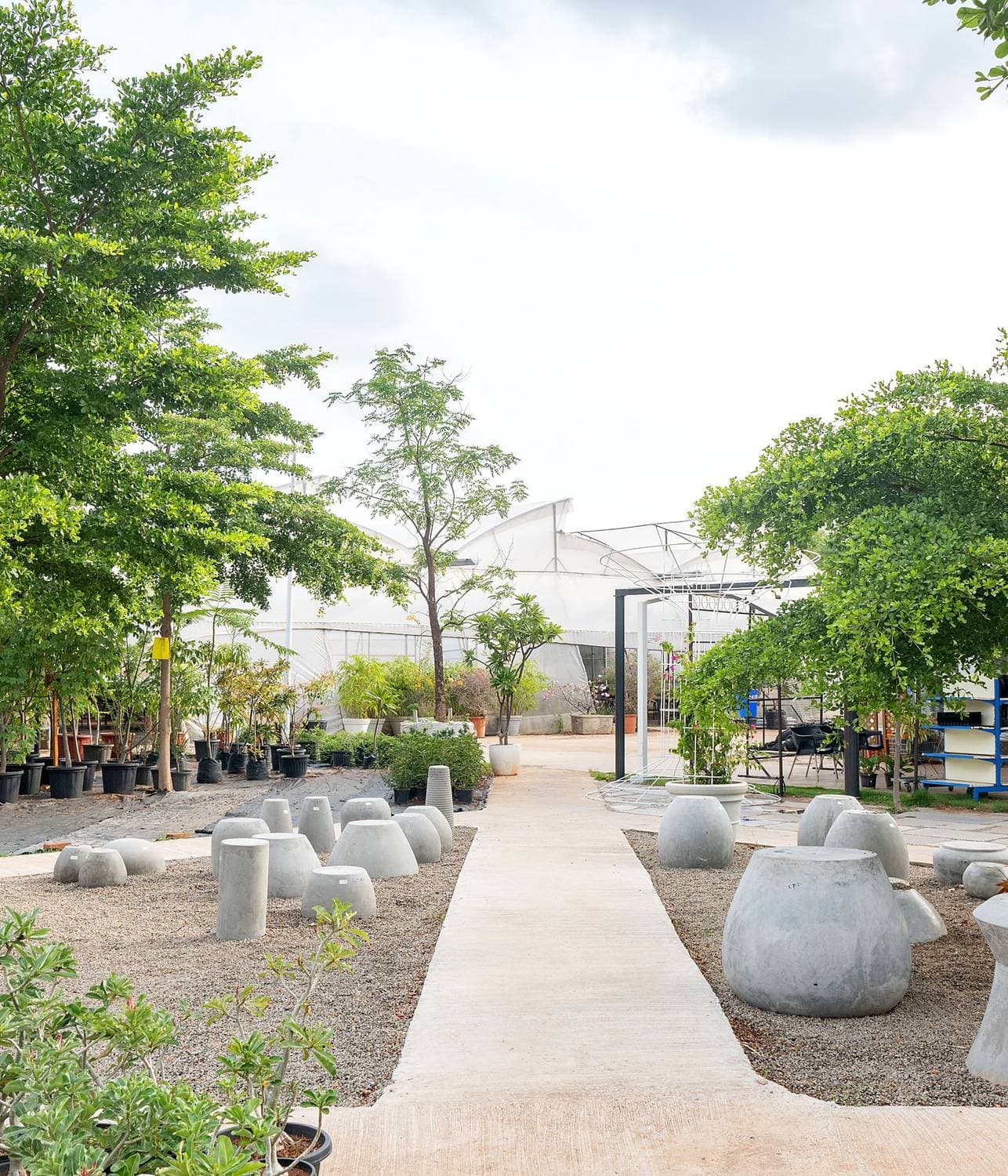 The Heartyculture nursery: a concrete path between rows of young trees and rounded planters, under a high canopy.