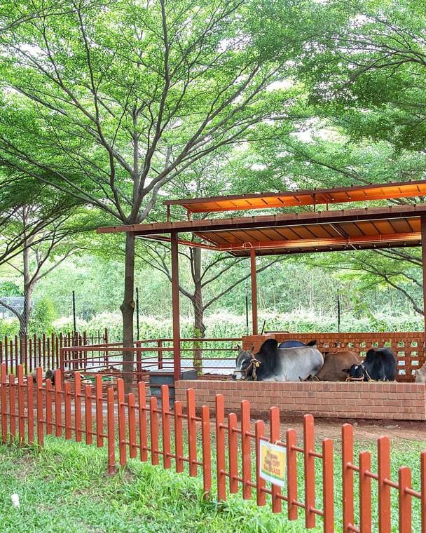 An orange-roofed shelter at Babuji Vanam with cattle resting behind a low fence, trees overhead.